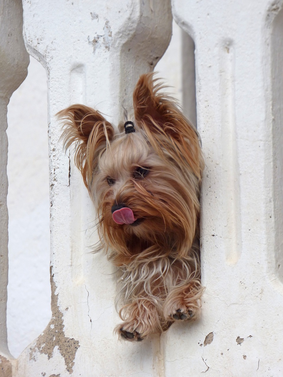 dog yorkshire terrier have a look free photo