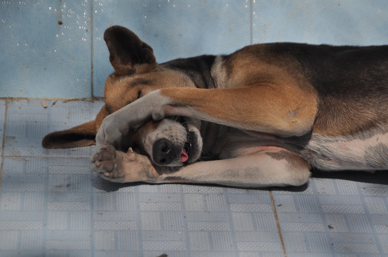 dog oversleeping tired free photo