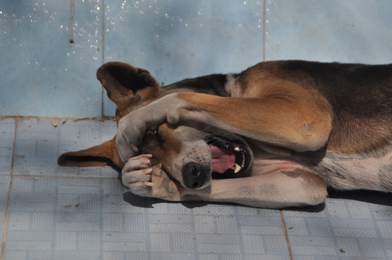 dog oversleeping tired free photo