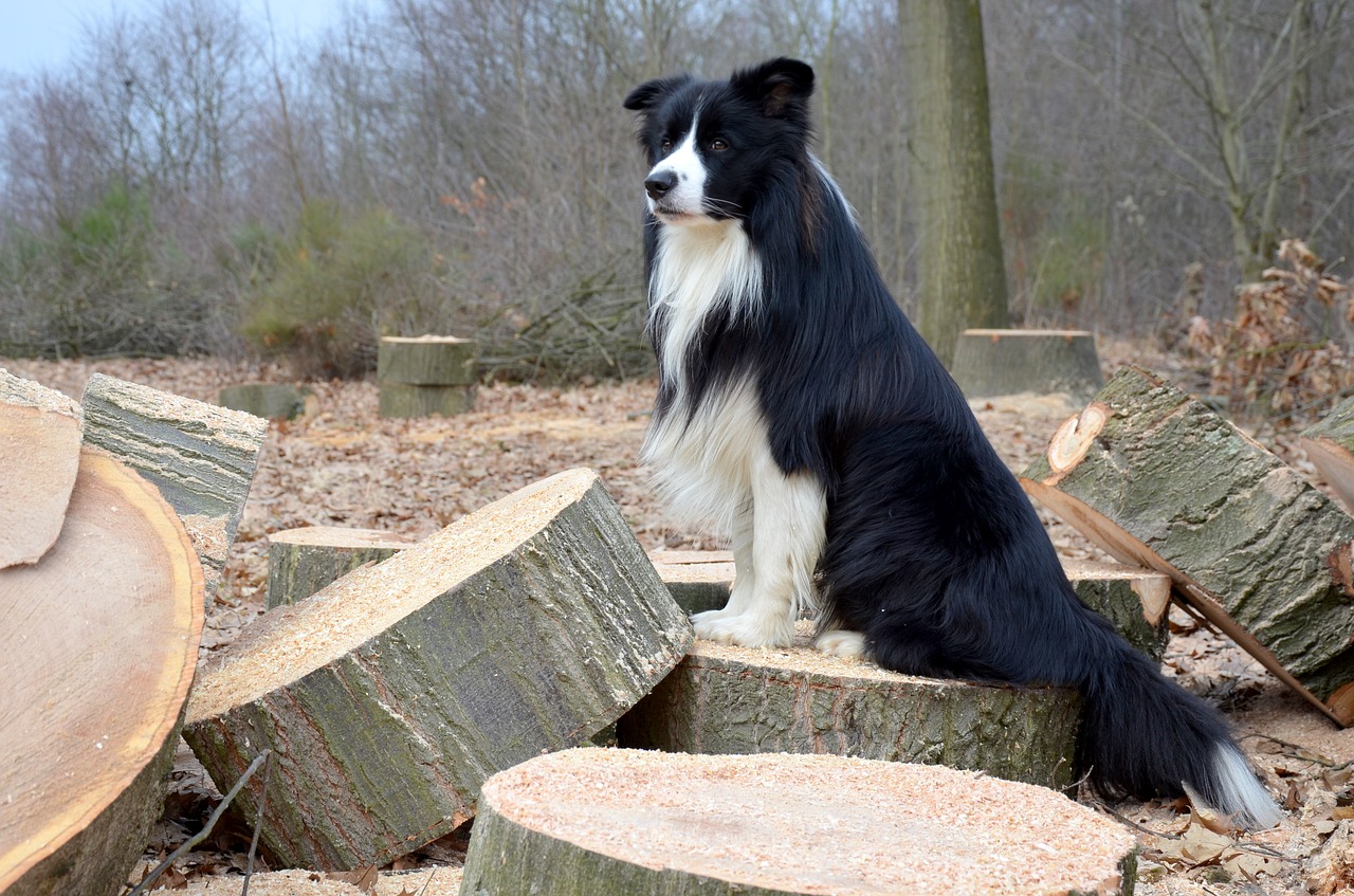 dog collie border collie free photo