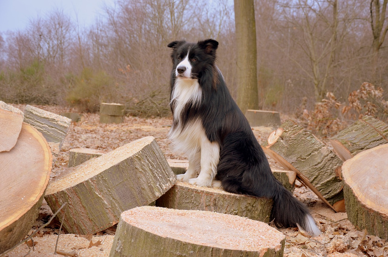 dog border collie british sheepdog free photo