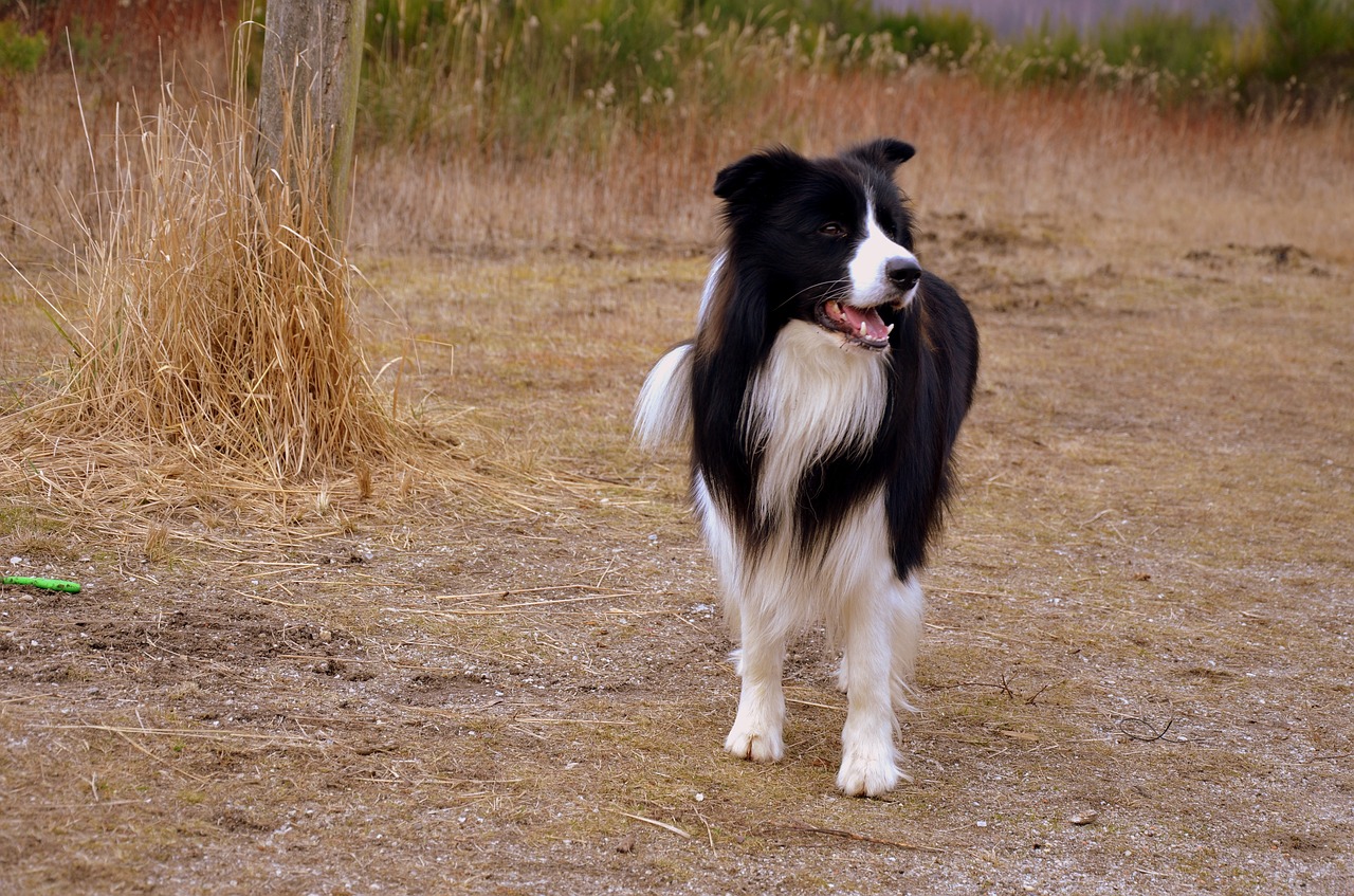 dog herding dog british sheepdog free photo