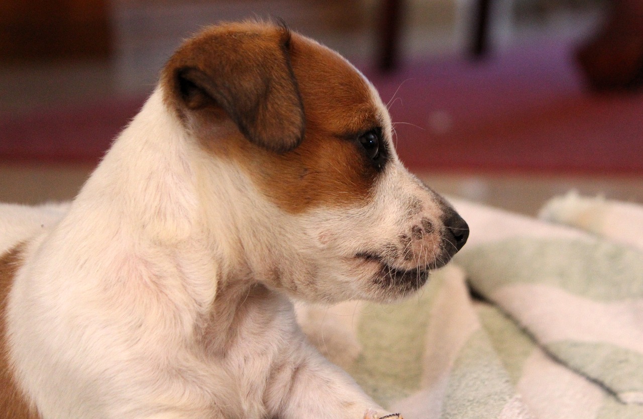 dog puppy jack russell free photo