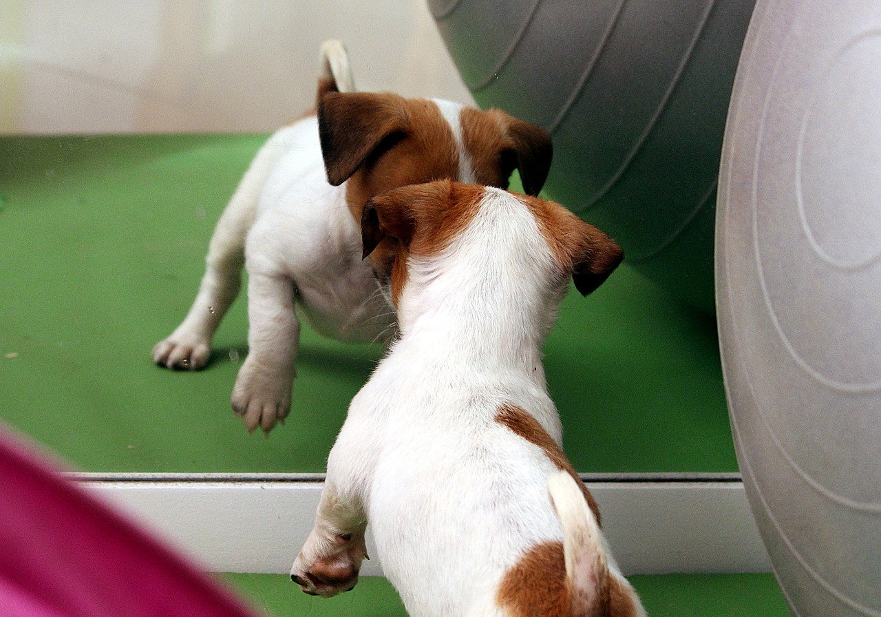 dog puppy jack russell free photo