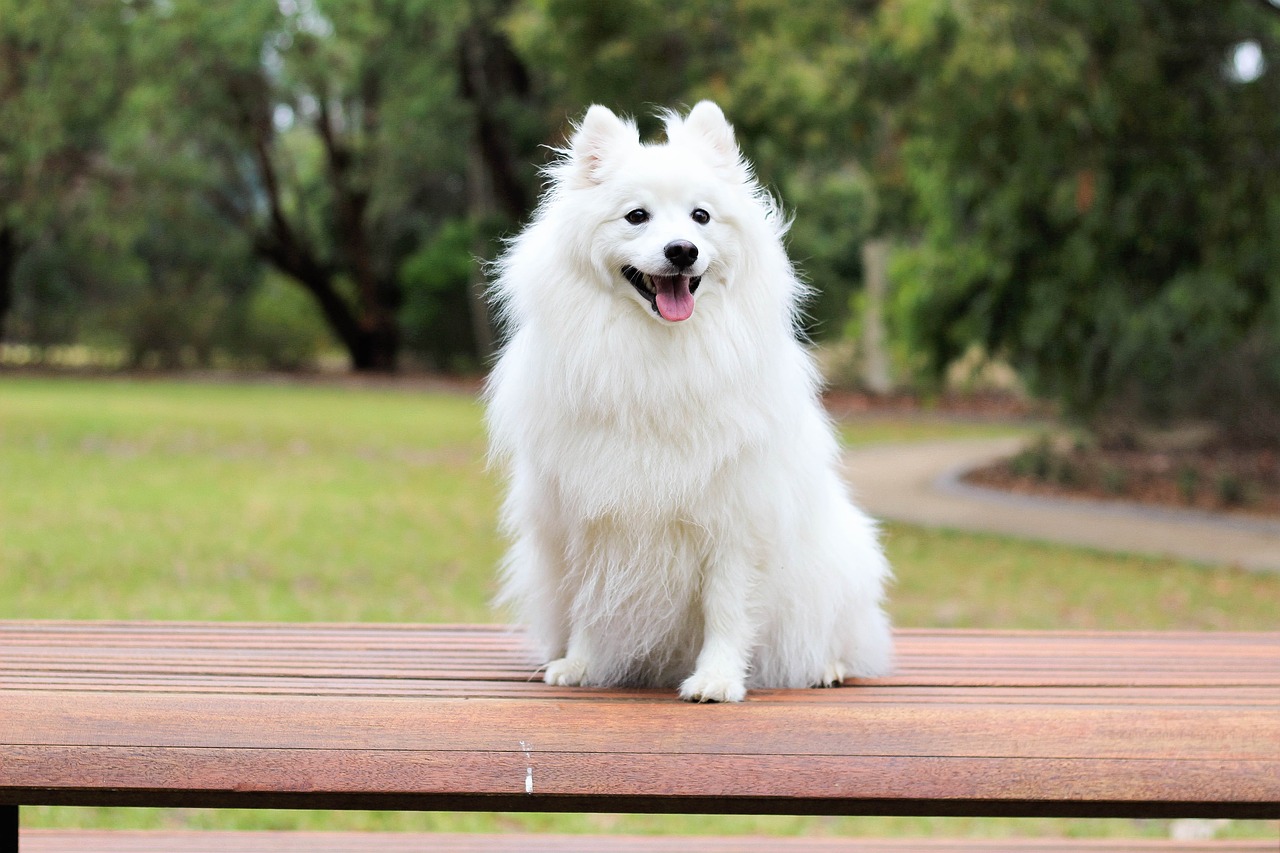 dog puppy spitz free photo