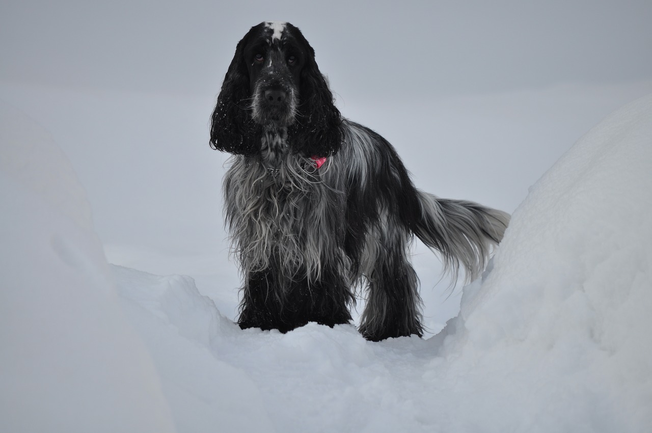 dog spaniel winter free photo