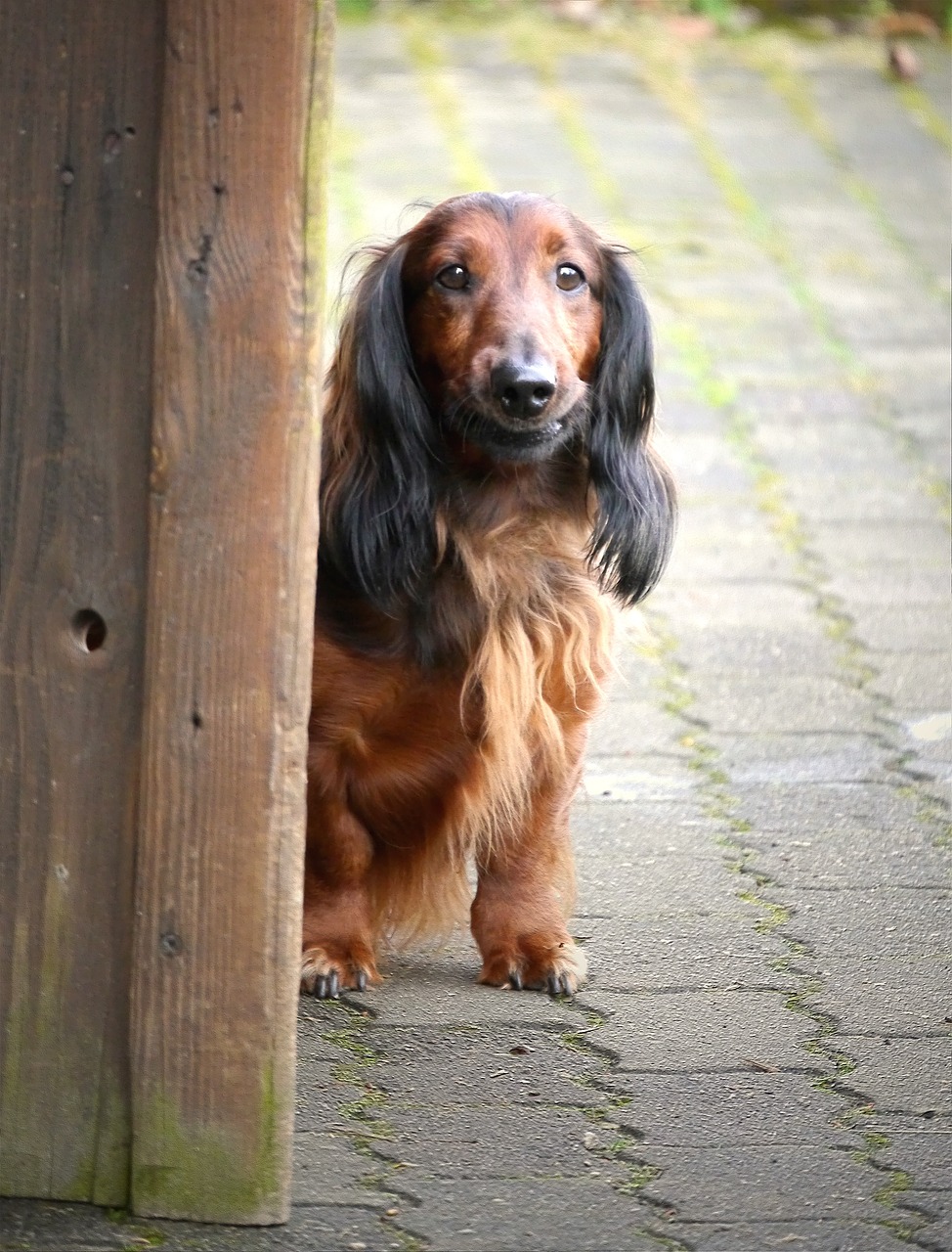 dog dachshund pet free photo