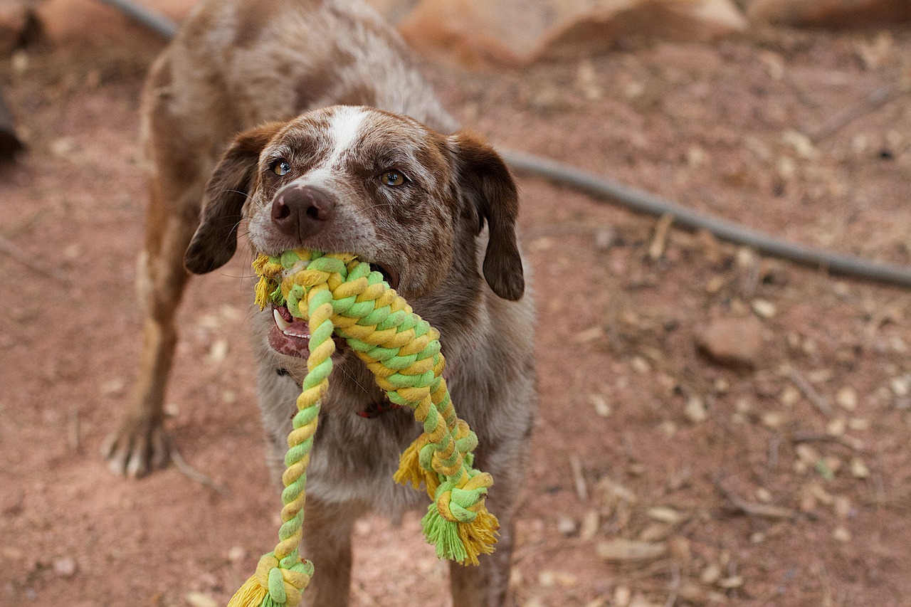 dog play tug free photo