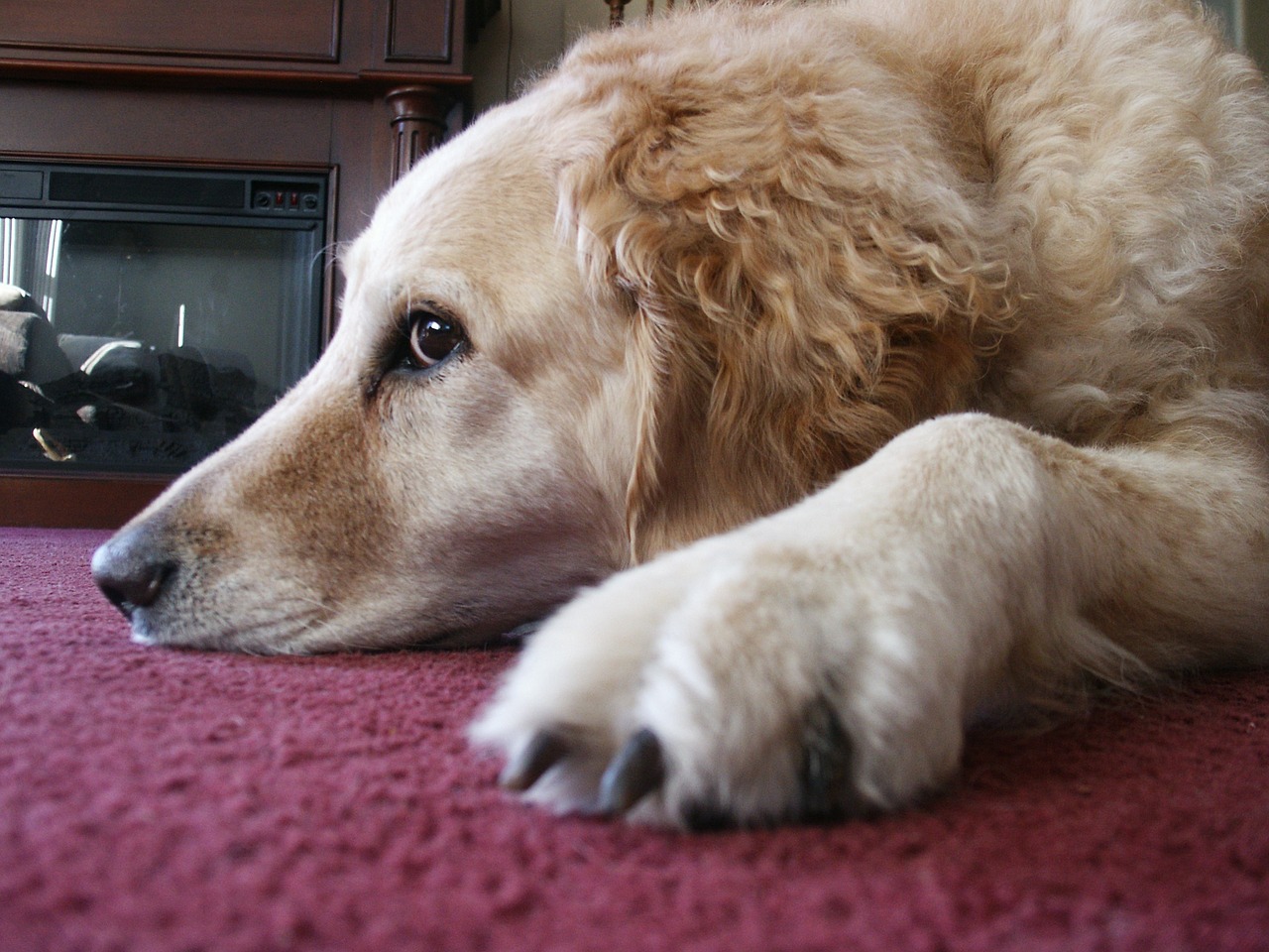 dog relaxing pet free photo