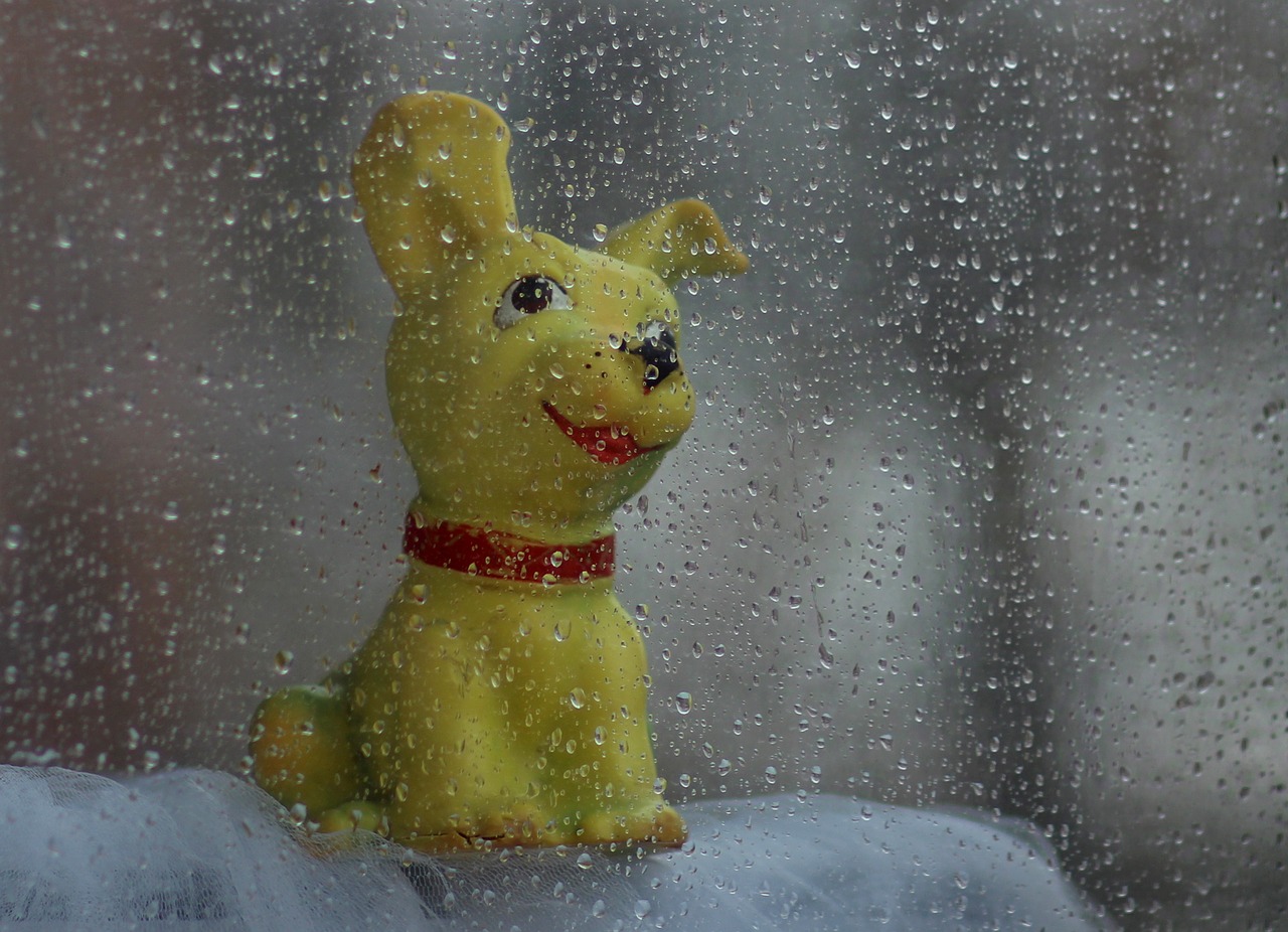 dog toy rain free photo