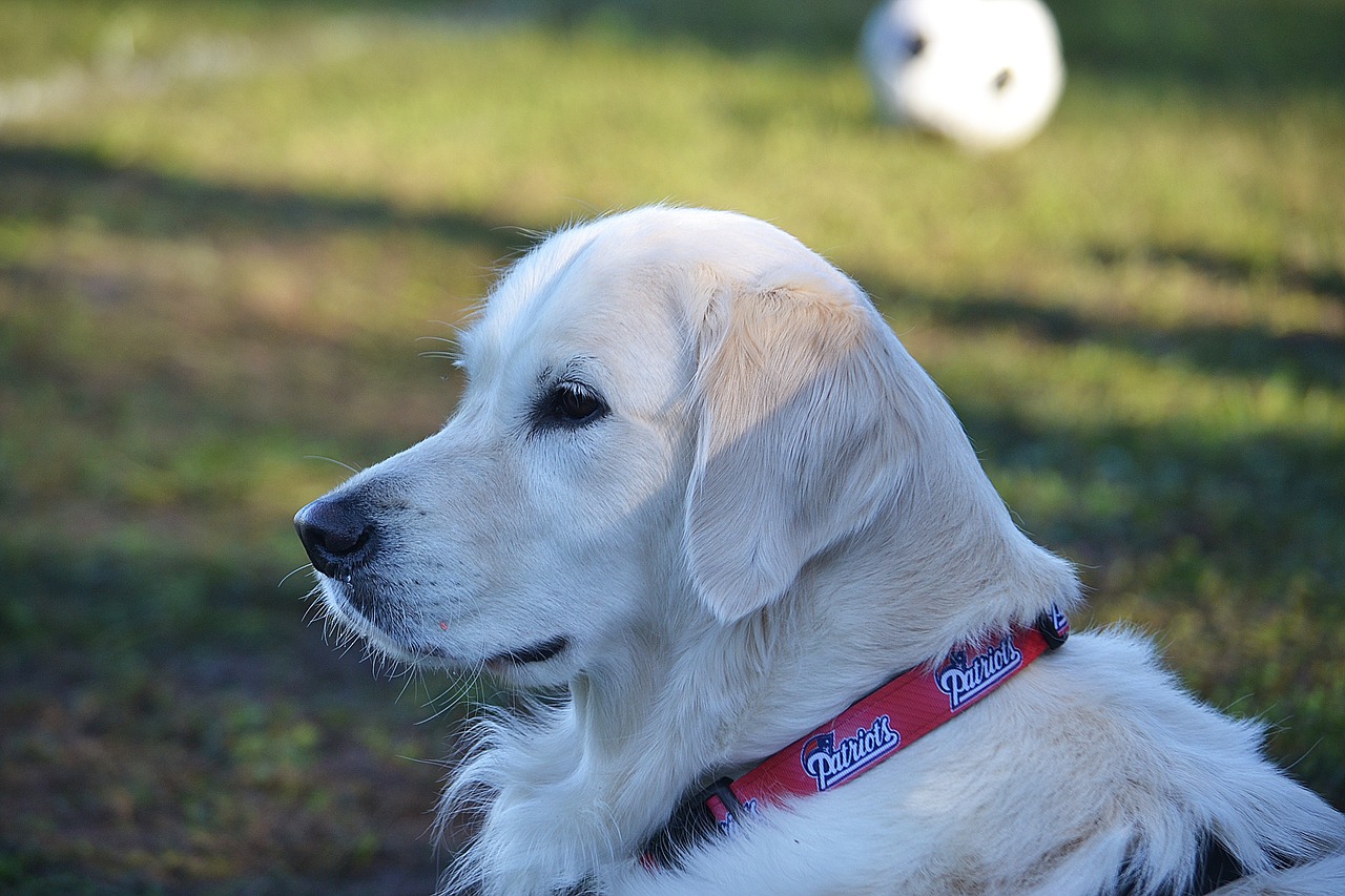 dog golden retriever pet free photo