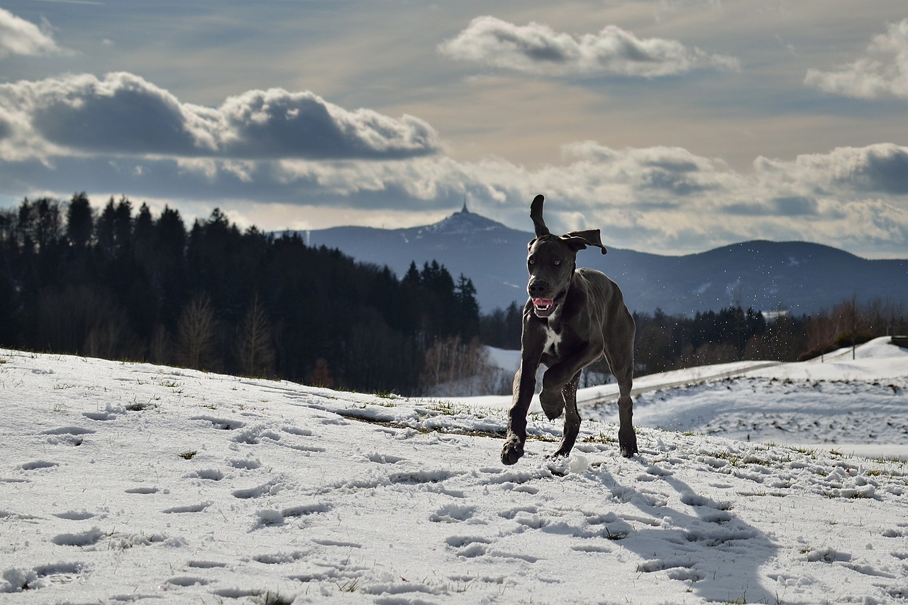 dog great dane puppy free photo