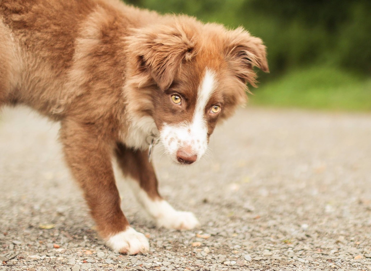 dog pet head free photo