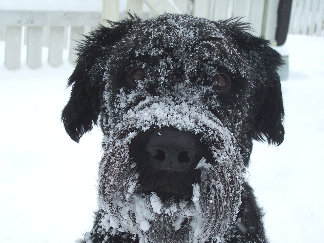 dog winter snow free photo