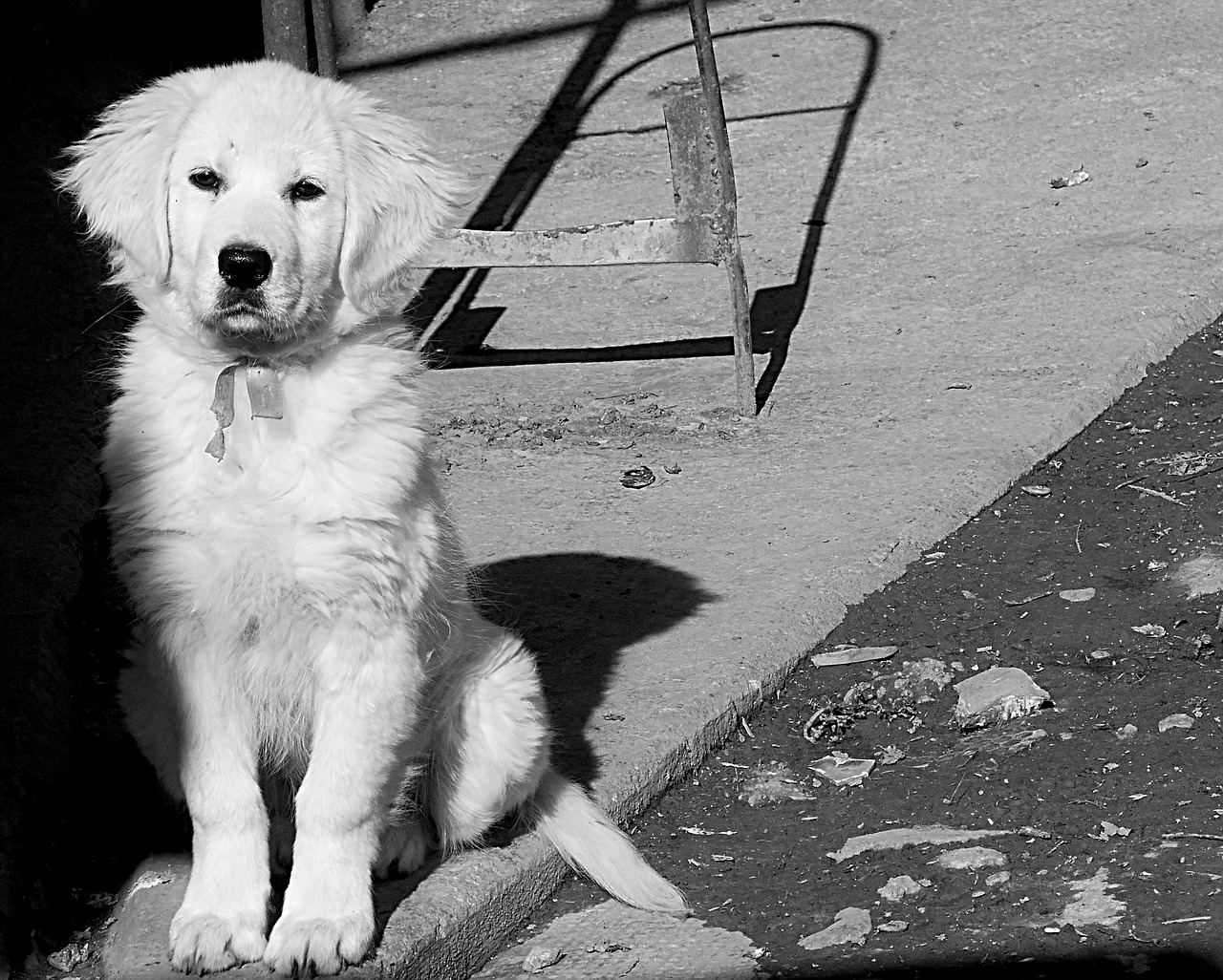 dog black and white portrait free photo