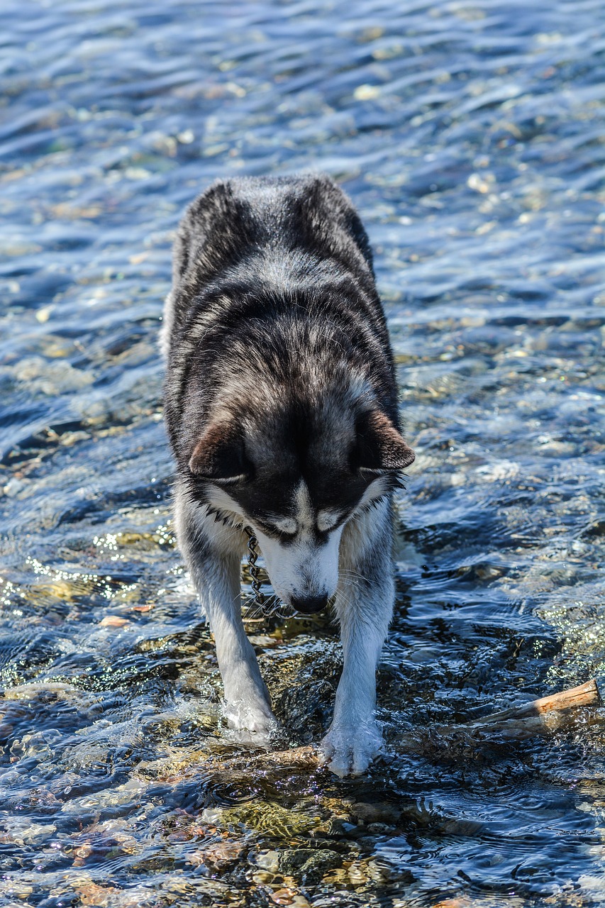 dog husky water free photo