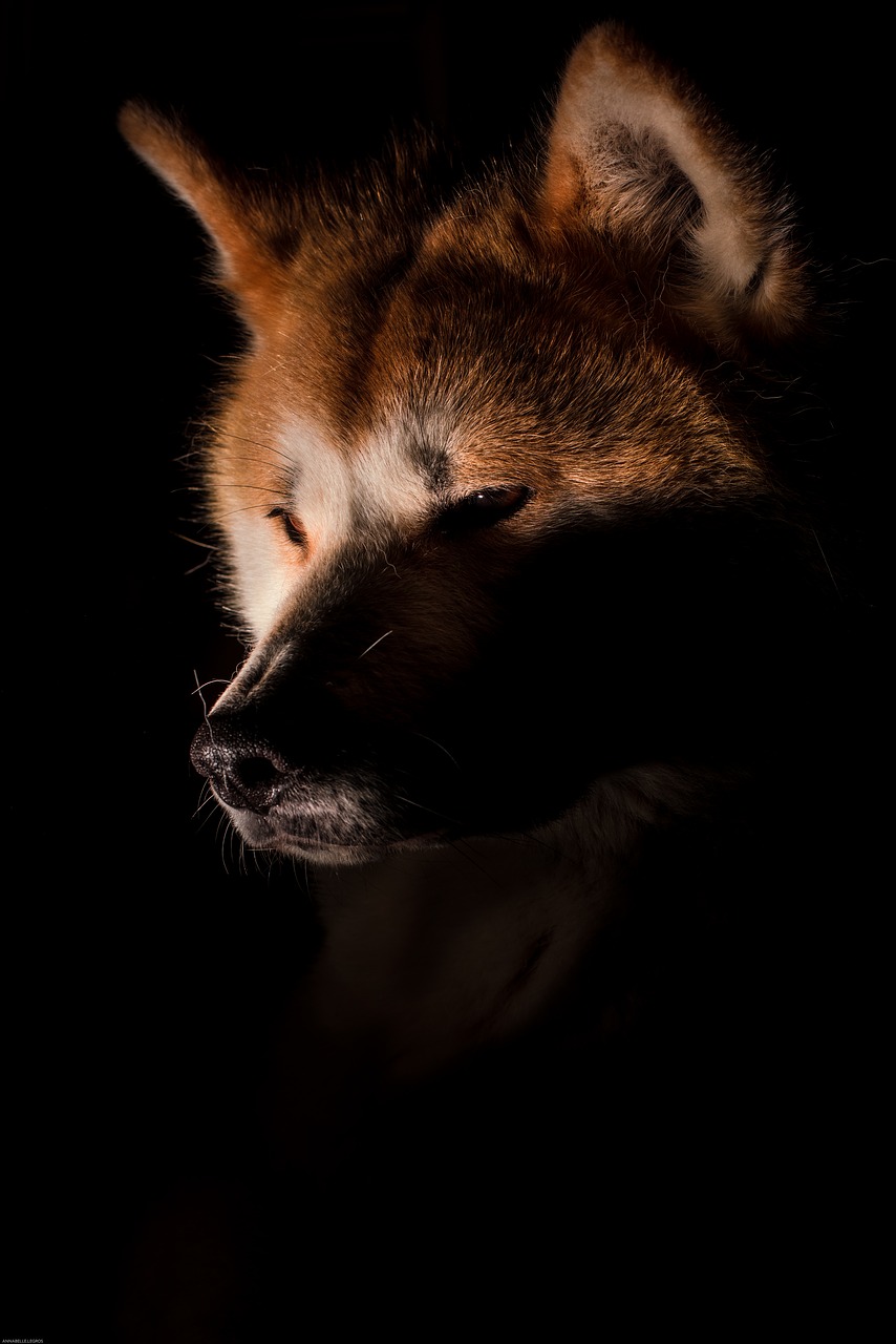 dog akita fox free photo