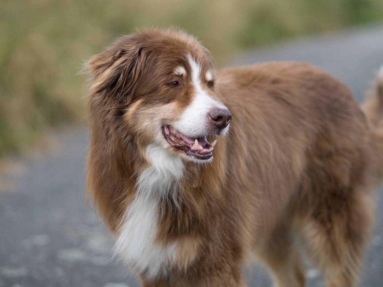 dog herding dog shepherd free photo