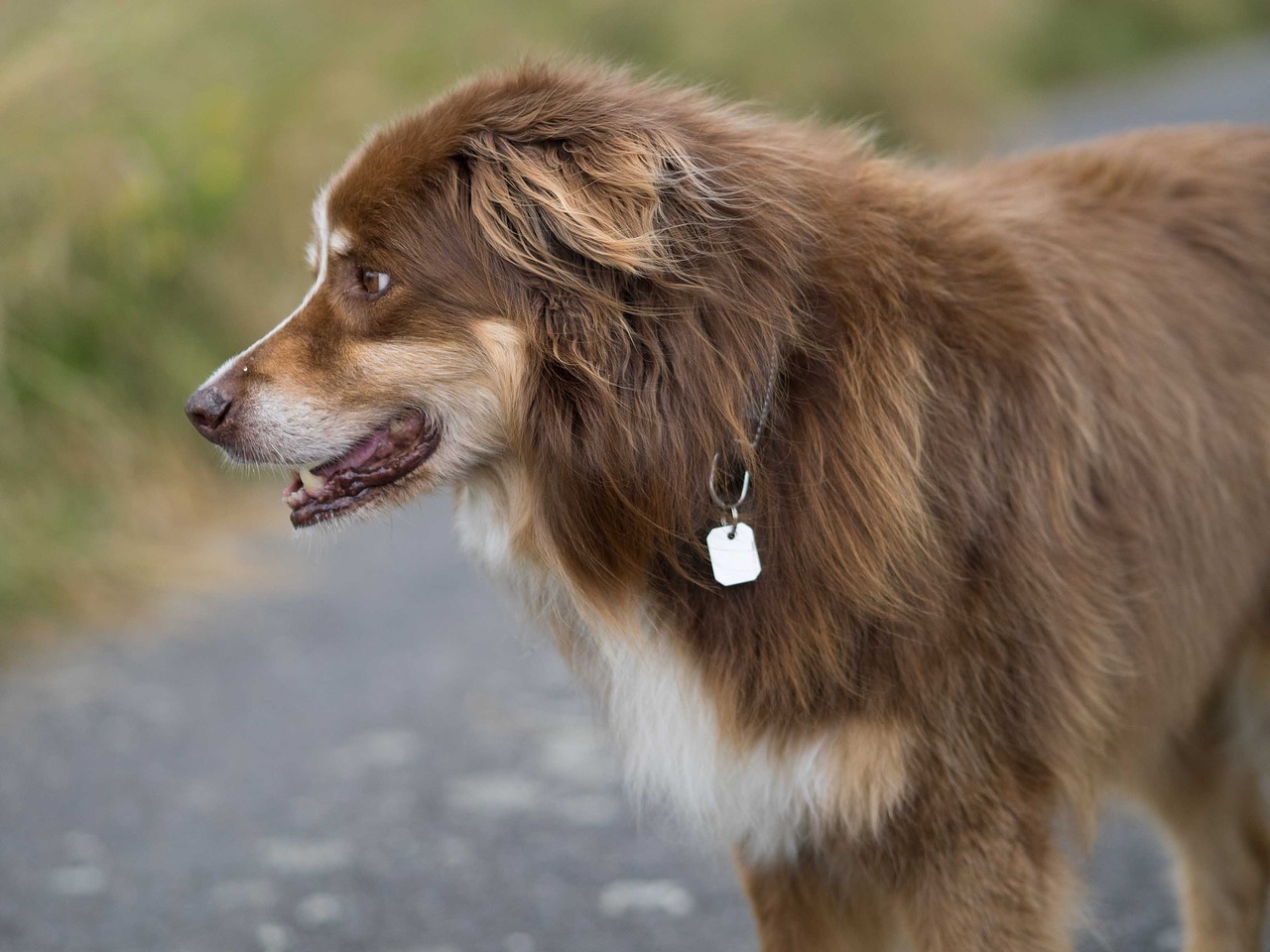 dog herding dog shepherd free photo