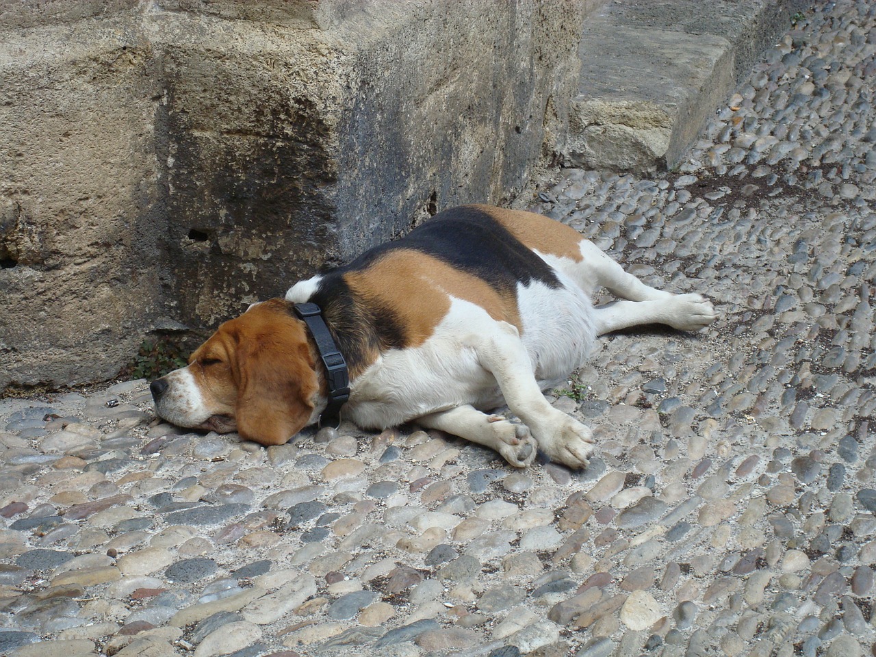 dog sleep lazy free photo