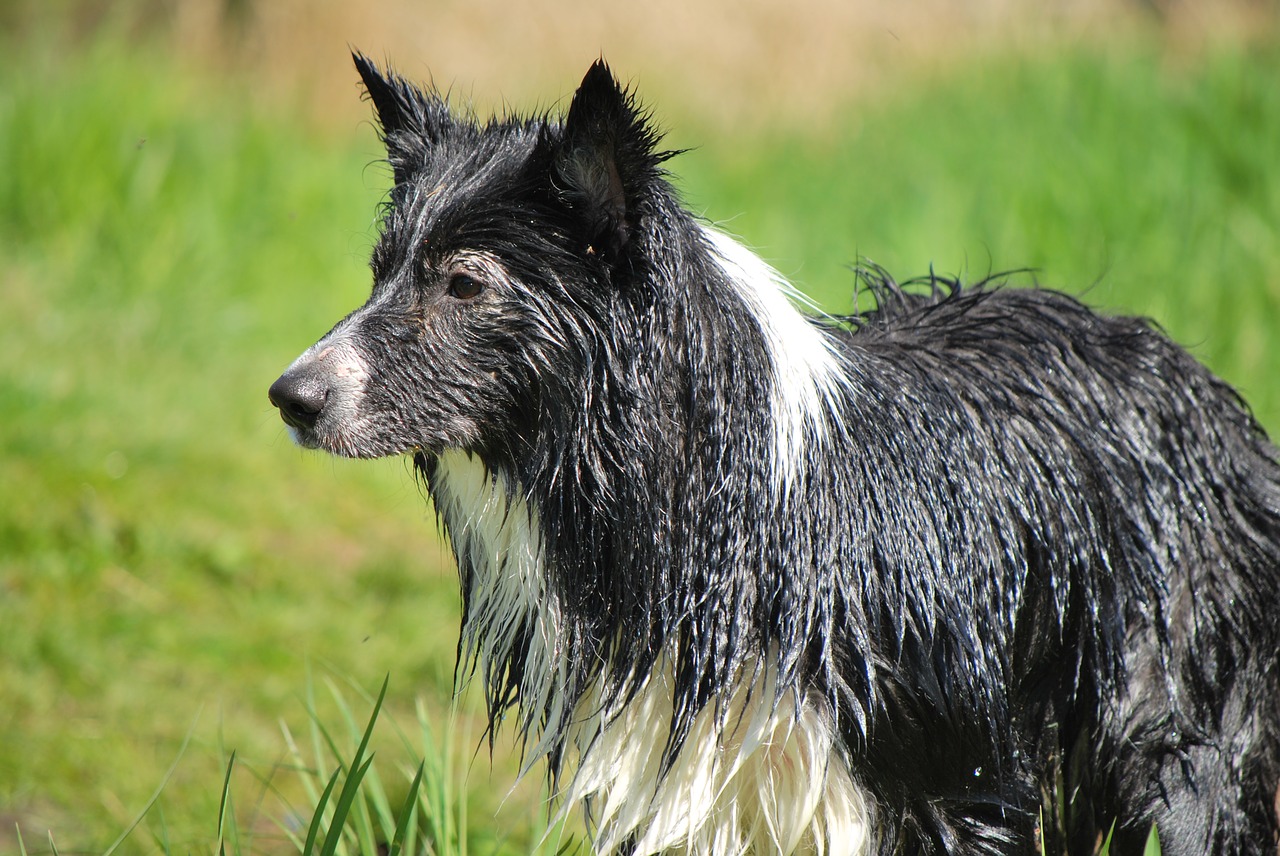 dog wet border collie free photo