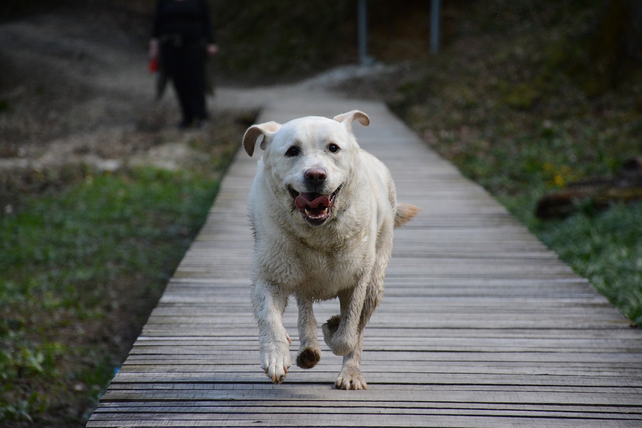 dog nature labrador free photo