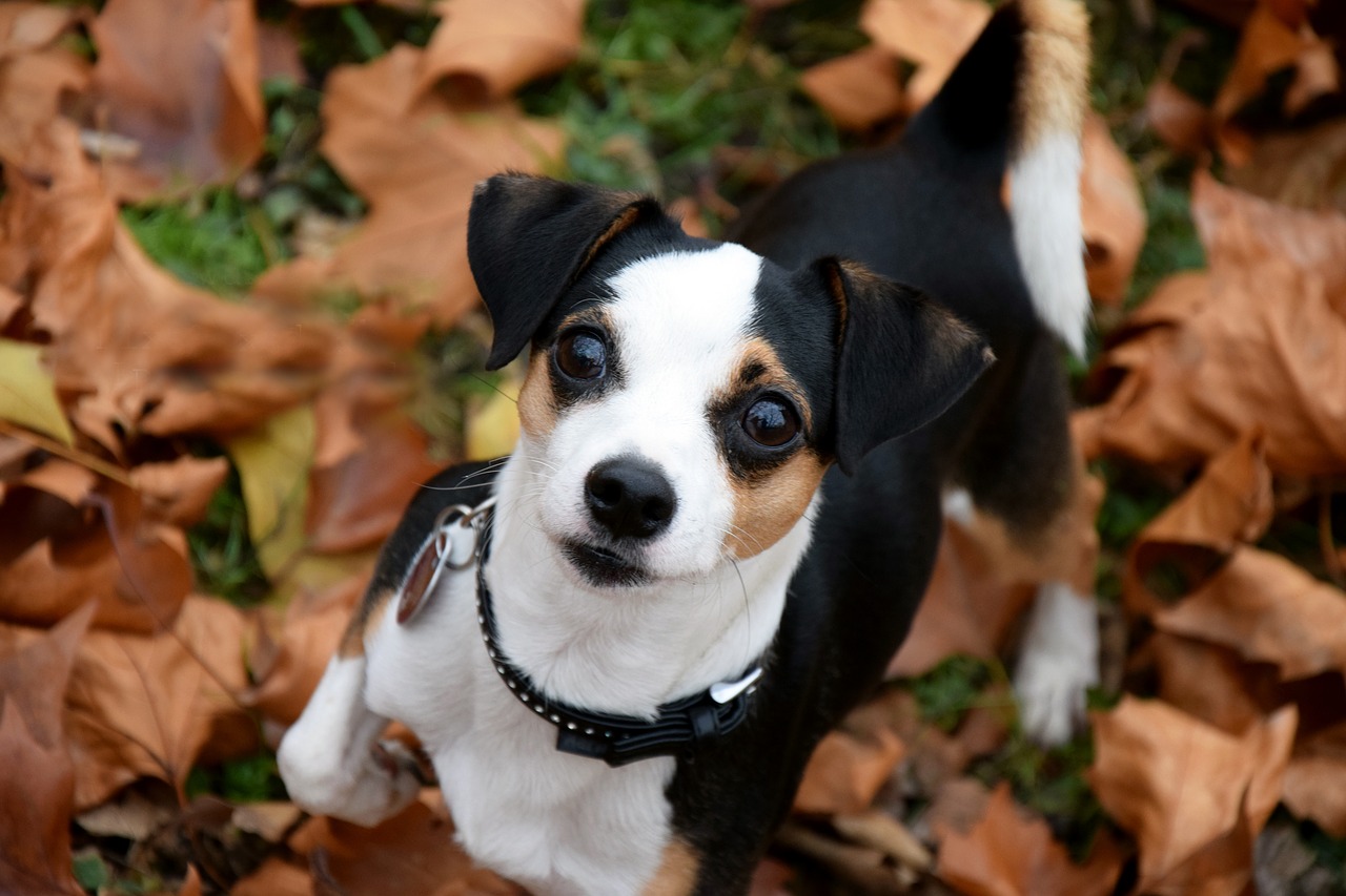 dog small autumn free photo