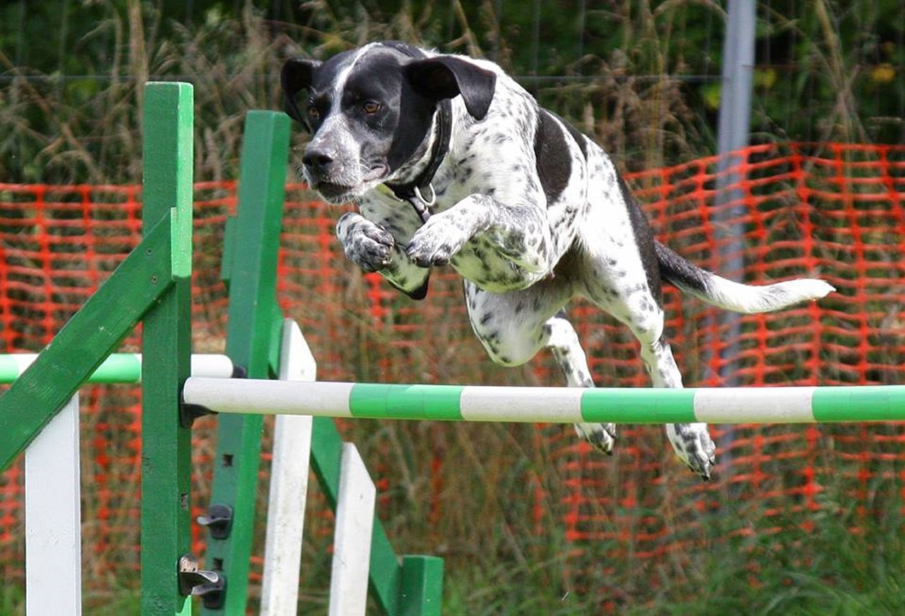 dog agility jumping free photo
