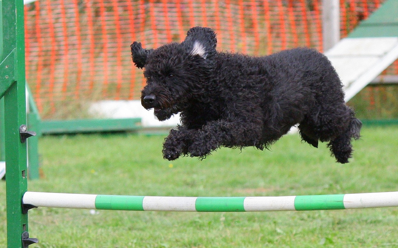 dog agility training free photo