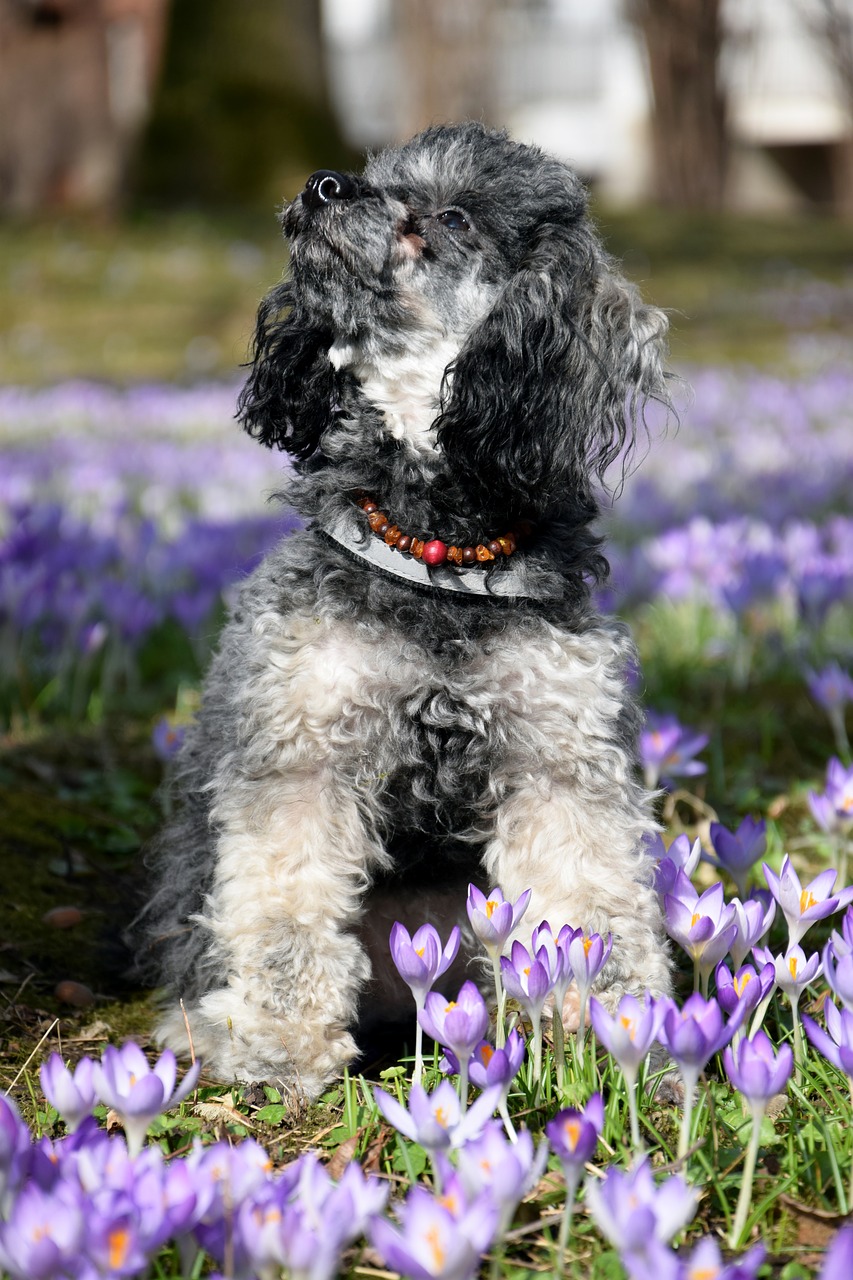 dog miniature poodle poodle free photo