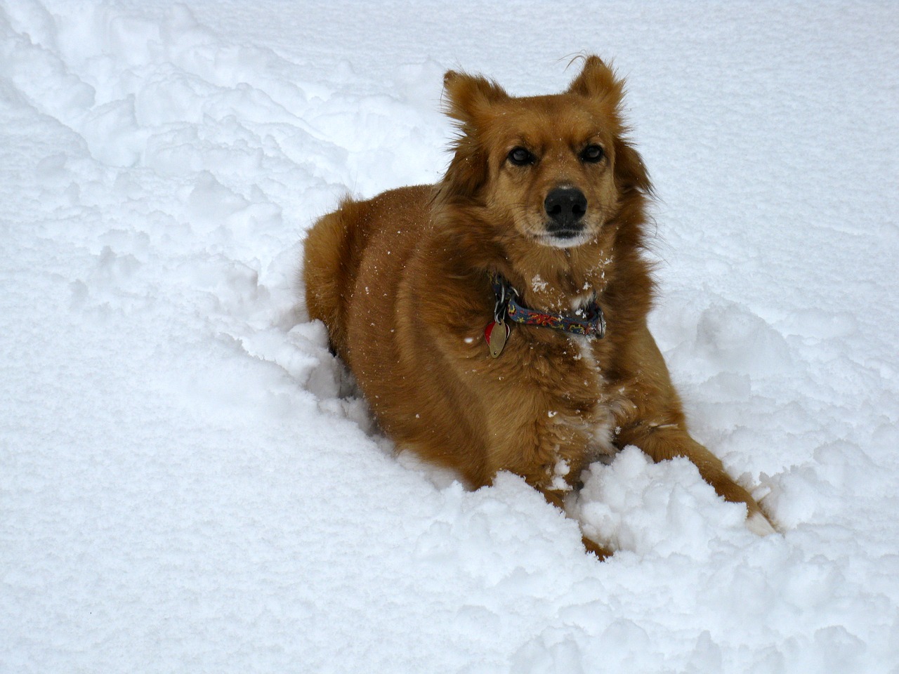 dog winter outdoor free photo