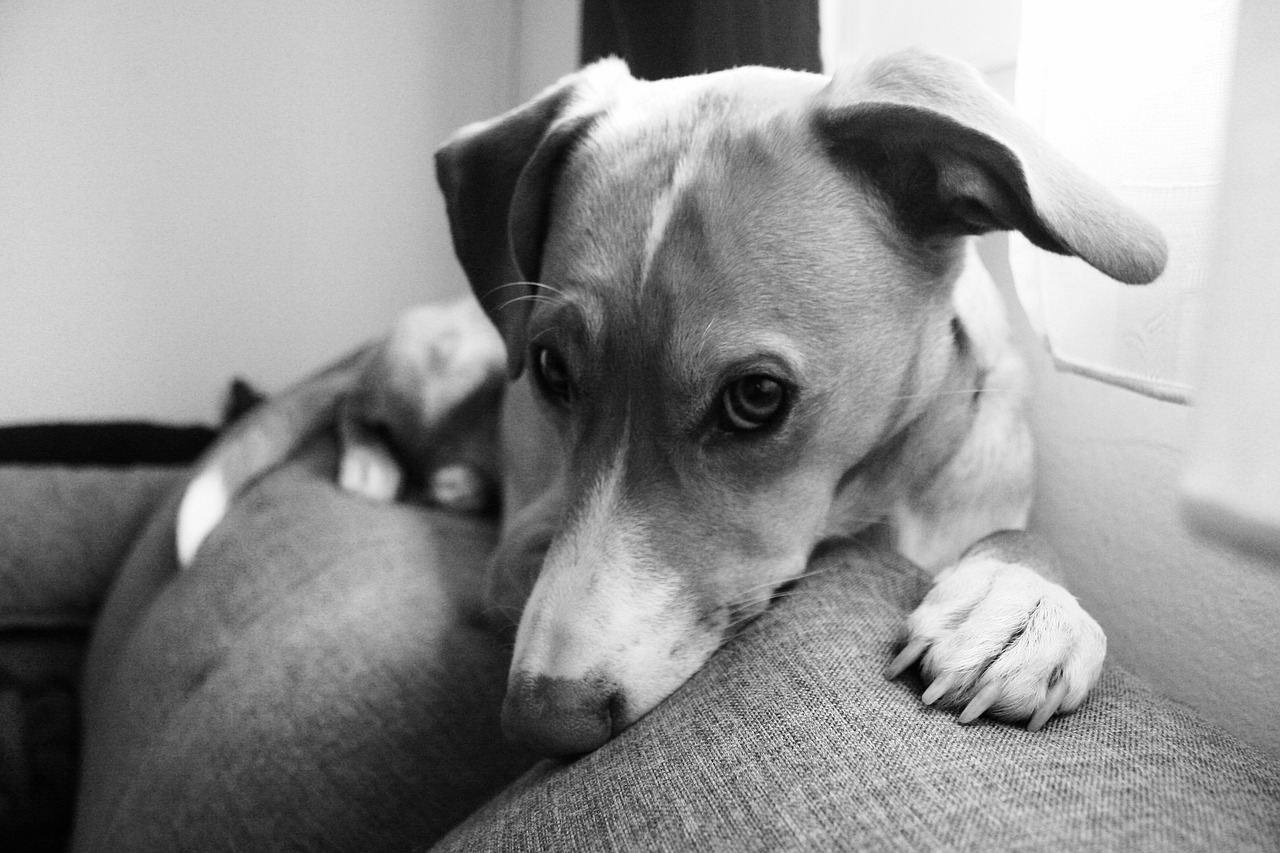 dog dog life dog lying on the couch free photo