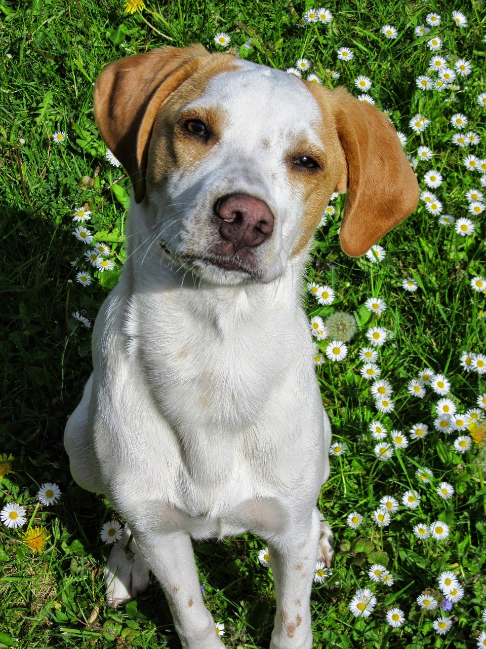 dog meadow attentive dog free photo