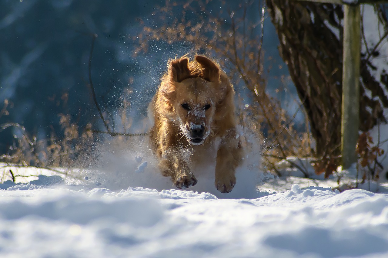 dog winter snow free photo