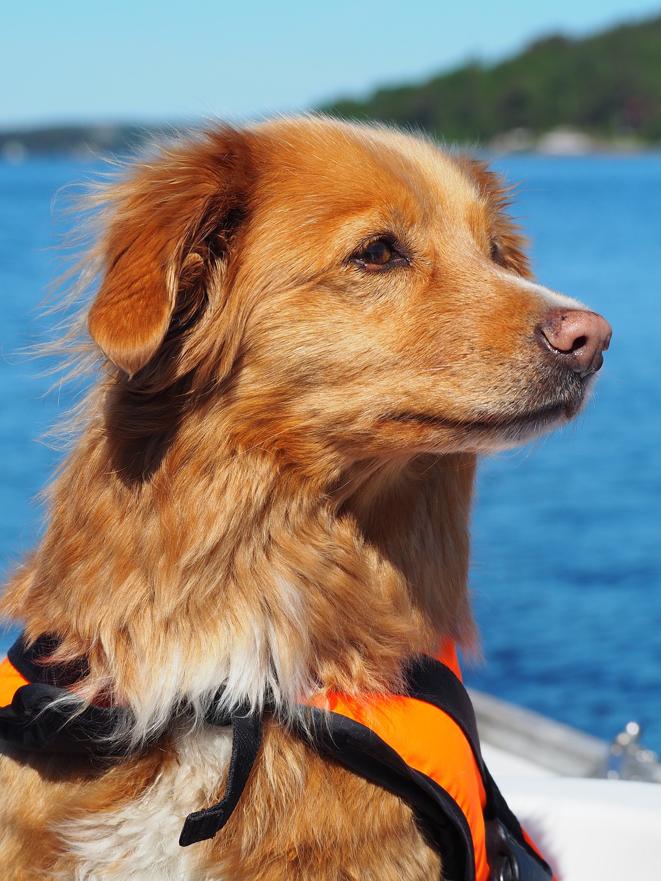 dog boat retriever free photo