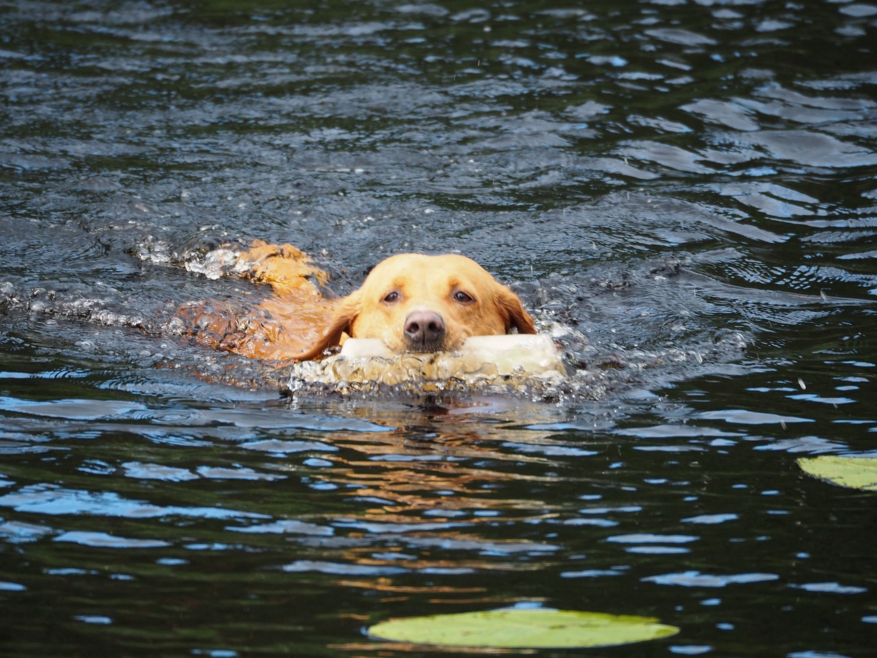 dog swimming labrador free photo