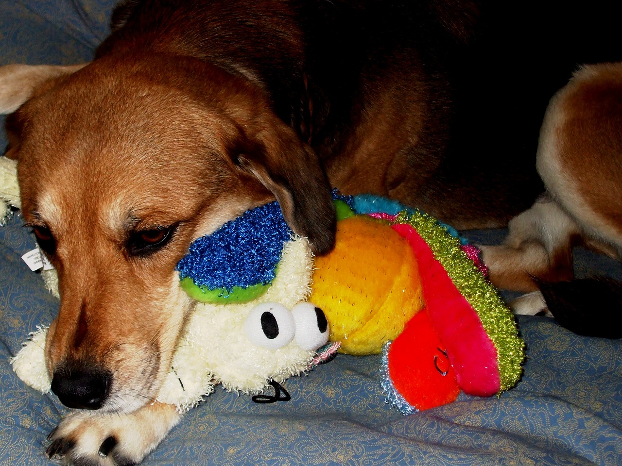 dog beagle mix free photo