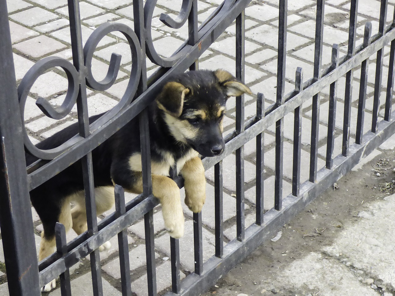 dog sheep-dog animal free photo