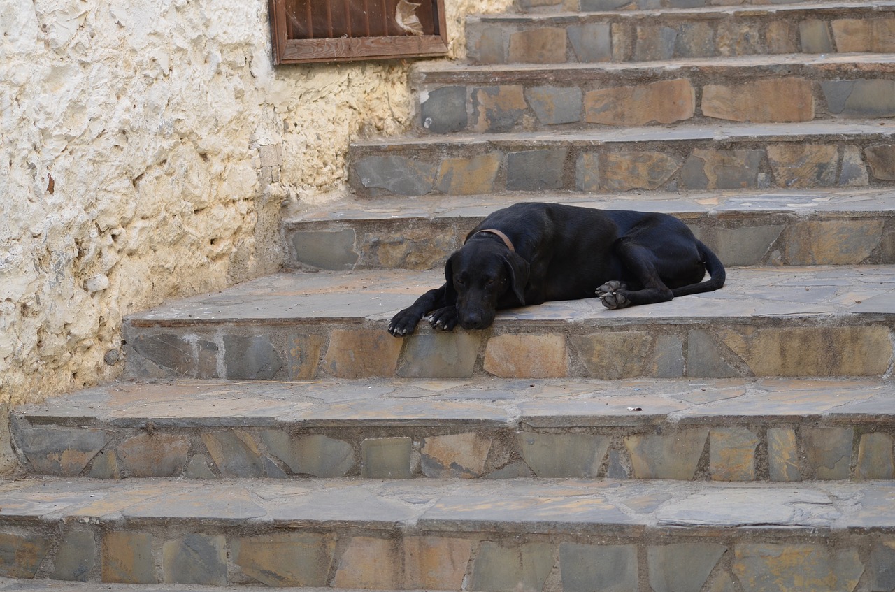 dog stair summer free photo