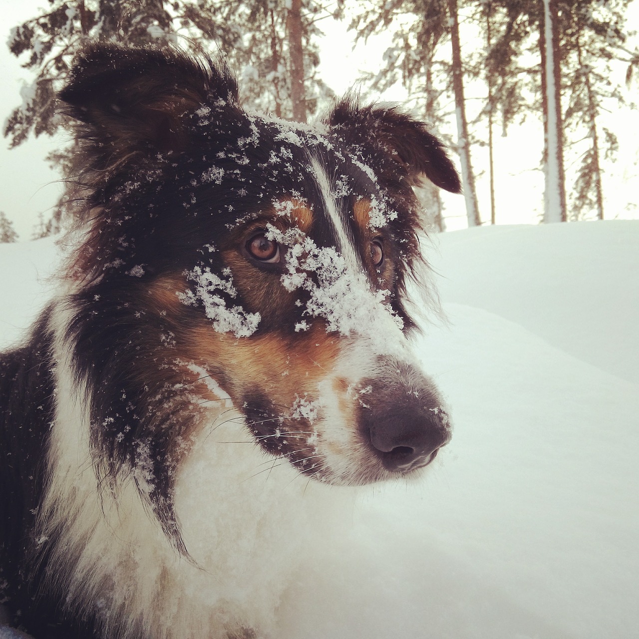 dog snow winter free photo