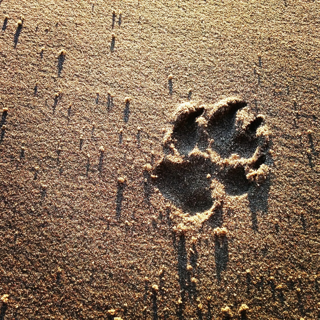 dog footprint sand free photo