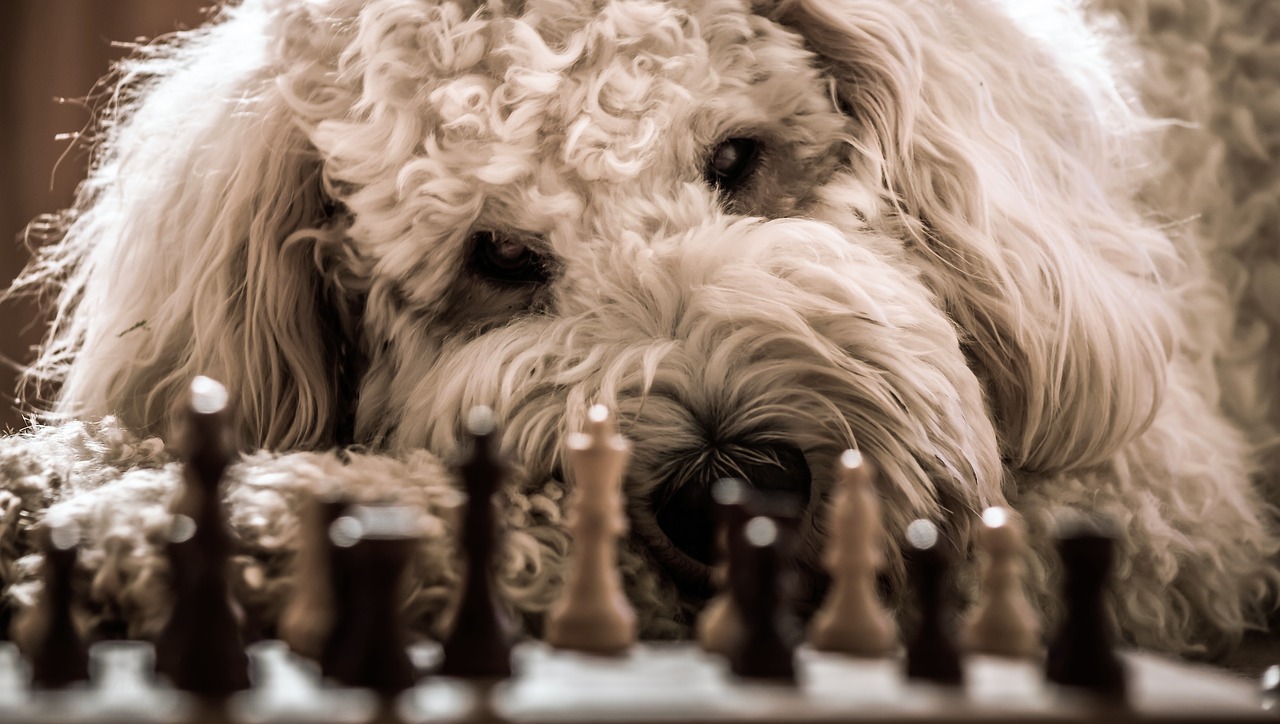 dog goldendoodle chess free photo