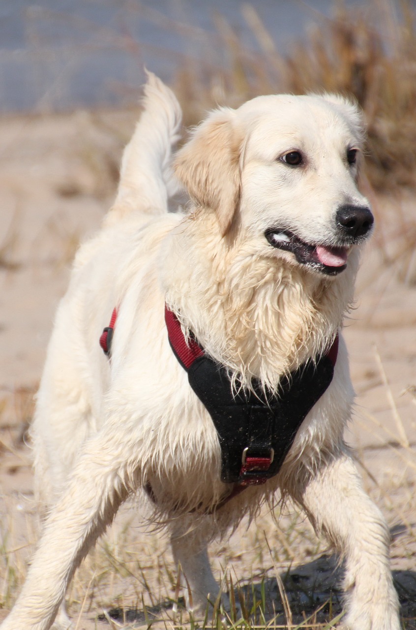 dog beach most beach free photo