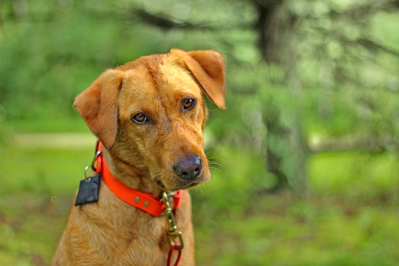 dog labrador retriever free photo