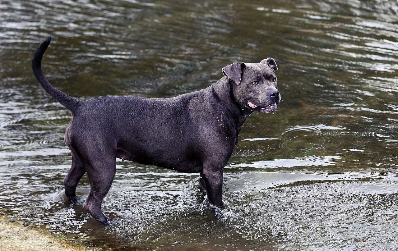 dog river mammal free photo