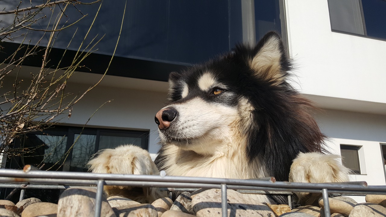 dog puppy stone wall free photo