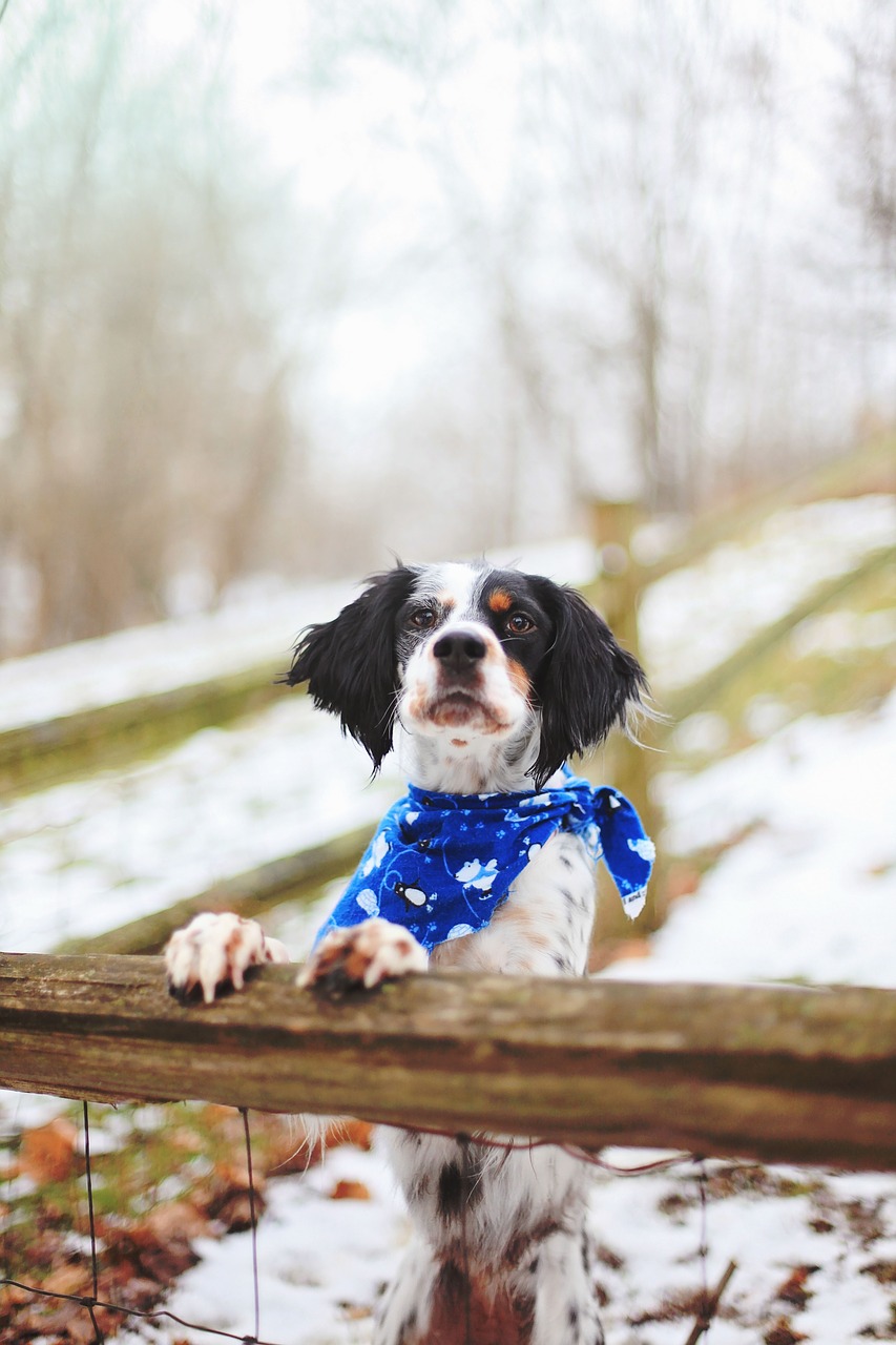 dog pet winter free photo