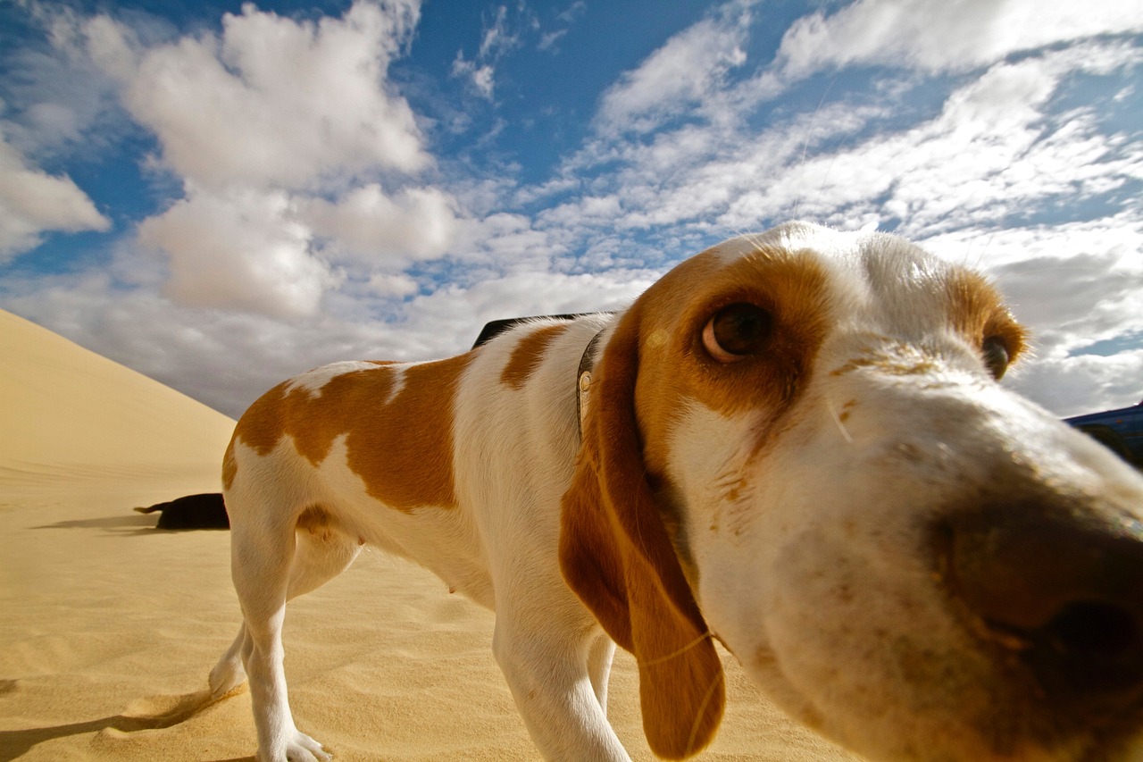 dog desert animal free photo