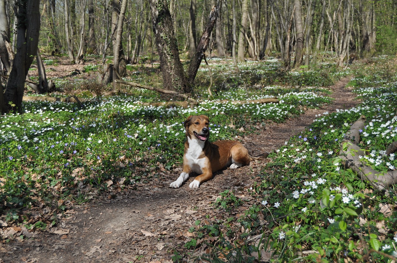 dog spring forest free photo