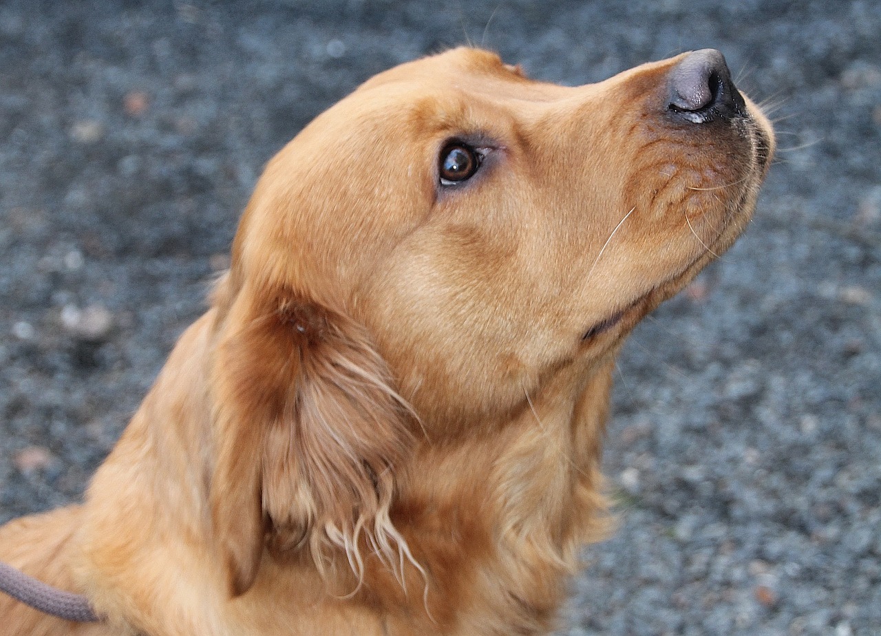 dog fur brown free photo